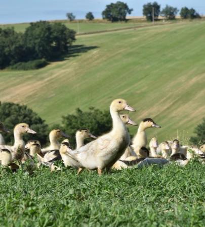 La Ferme de Las Crabères