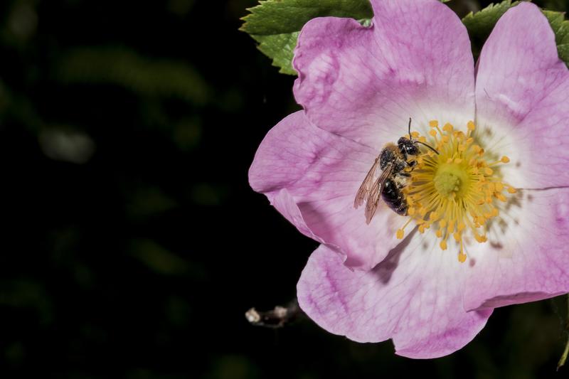 Sorties Nature - Créer un jardin refuge à abeilles sauvages