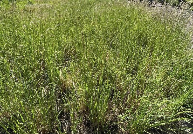 Terrain agricole - 60 713 m²