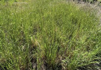 Terrain agricole - 60 713 m²