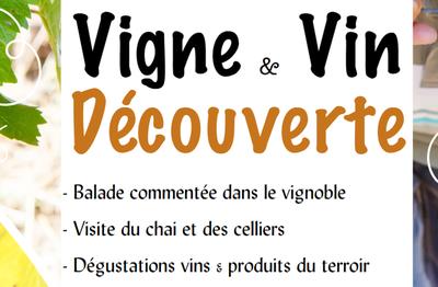 Vigne et vin découverte | Domaine du Siorac