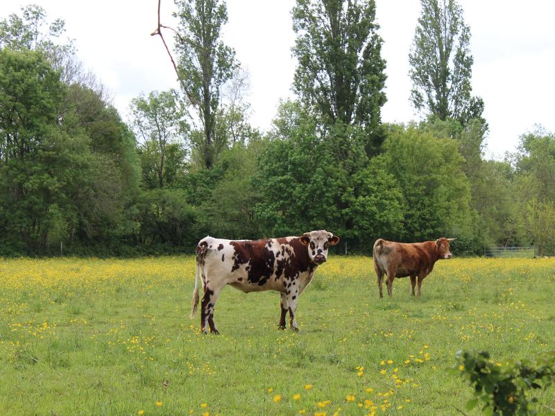 Semaine de la Biodiversité - Balade transhumance et repas à la ferme des prairies de Pallard