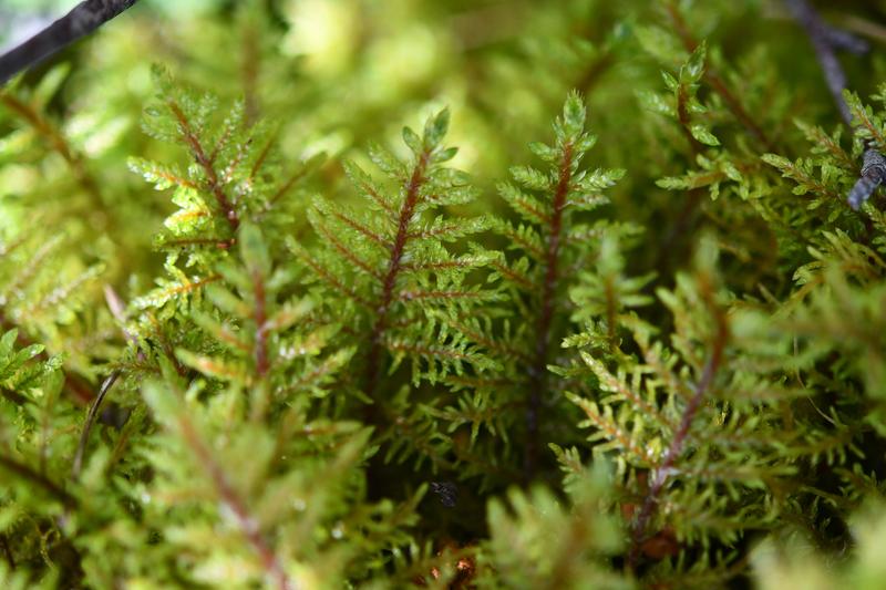 Conférence : Plongez dans le monde immense des minuscules mousses