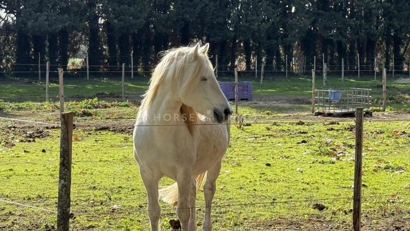 Propriété - 230 m² - 7 pièces