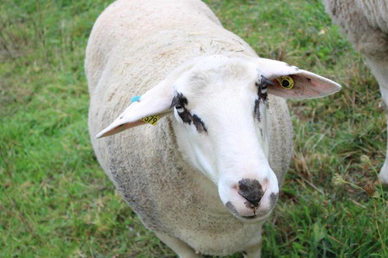 Du Berger au Tisserand