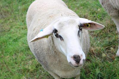 Du Berger au Tisserand