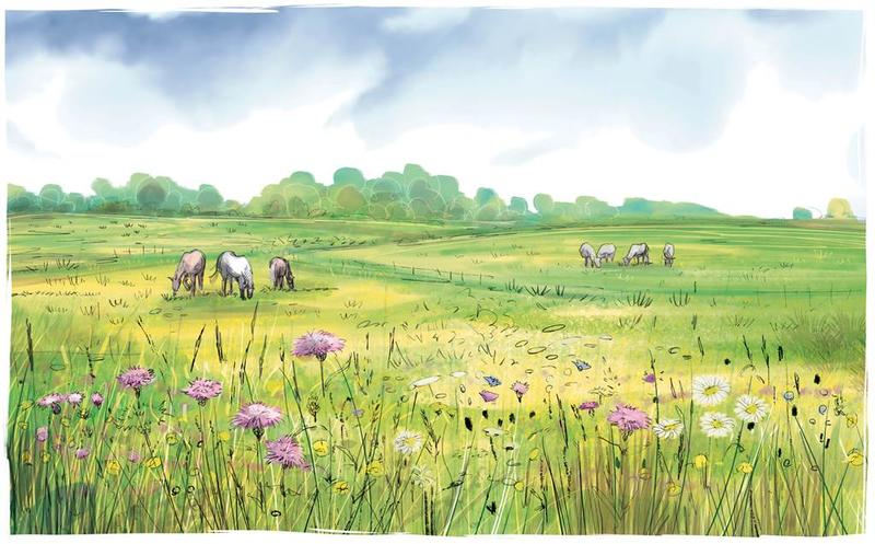 Flore des prairies humides