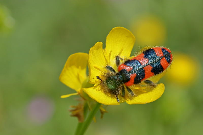 Exposition photos : Insectes et Papillons par Jean-Luc Laumonier