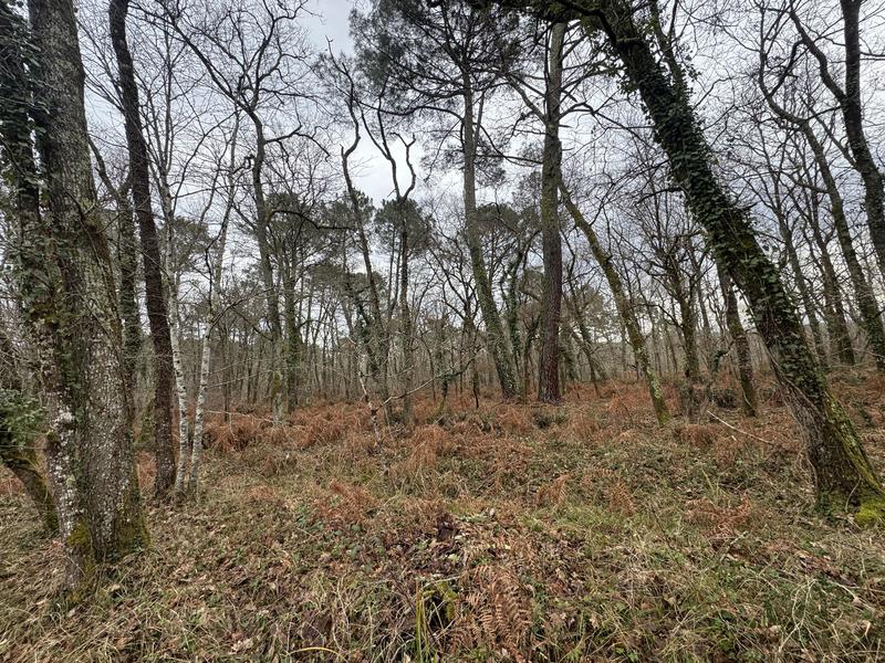 Terrain - 96 131 m²