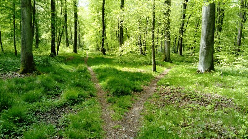 Sortie nature - Ecoutez la forêt d'Arques