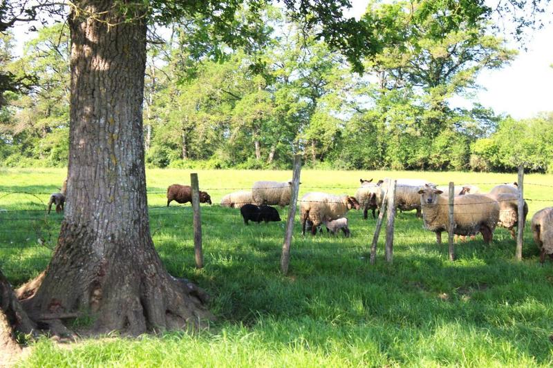 Maison - 534 m² - 13 pièces