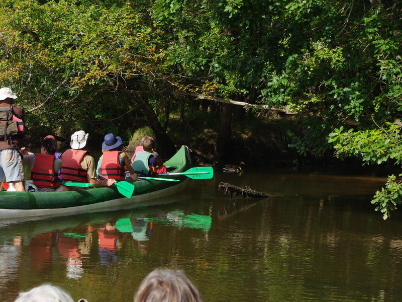 Descente de la Leyre en canoe collectif