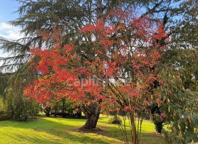 Demeure - 254 m² - 9 pièces