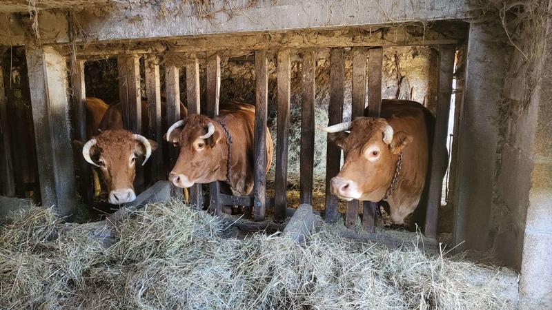 Dans les bottes du fermier : transhumance et soins des vaches limousines