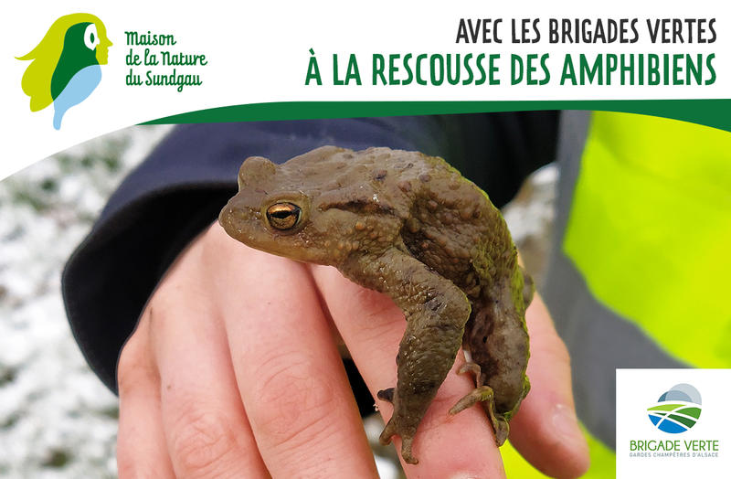 Avec les Brigades vertes - à la rescousse des amphibiens - dès 5 ans
