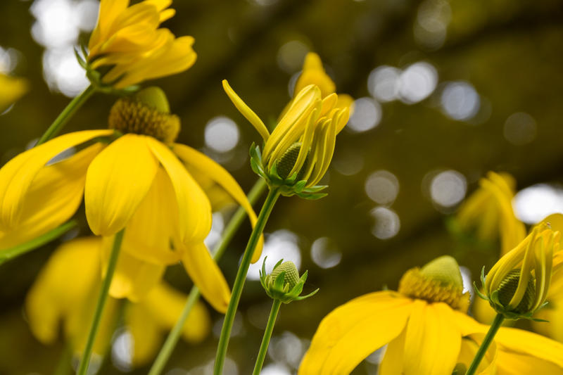 Les Rendez-vous aux Jardins