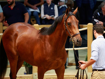 Vente aux enchères de chevaux : Vente d'été