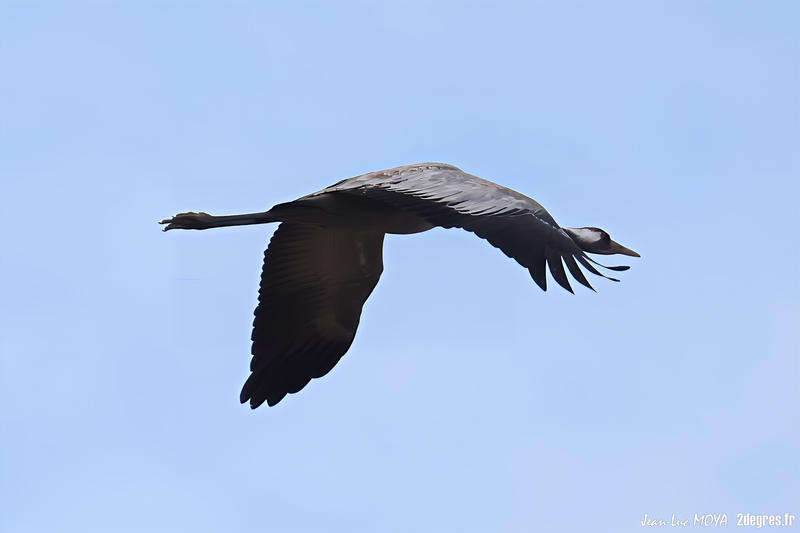 Le lever des grues cendrées