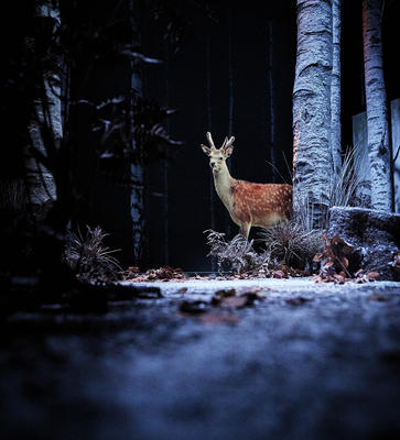 Visite de décors - Neige