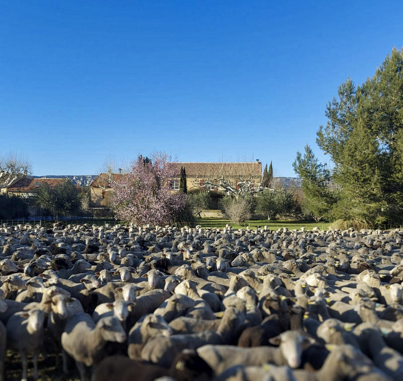 Mas - 250 m² - 7 pièces