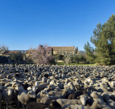 Mas - 250 m² - 7 pièces