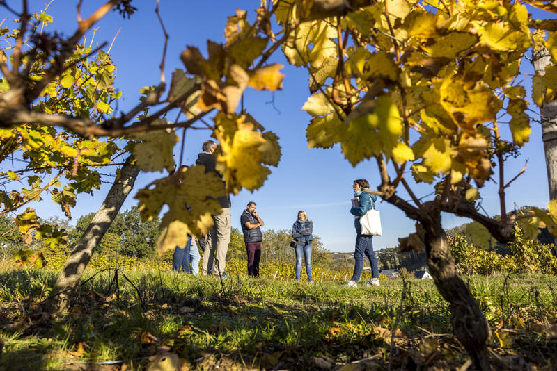 De la vigne au verre de vin