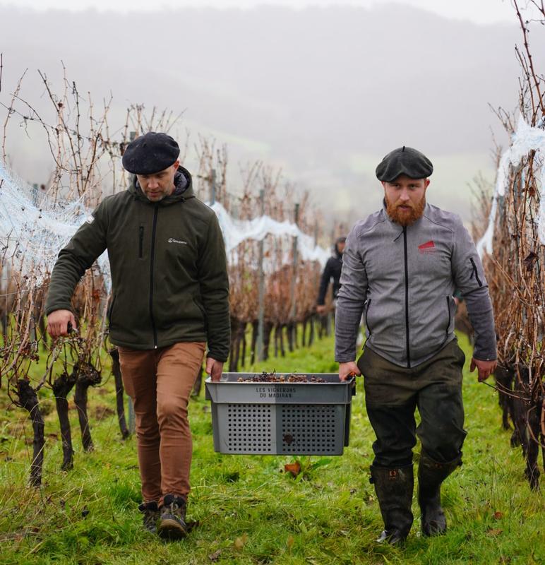 Vendanges de l’hivernal, au Château de Crouseilles