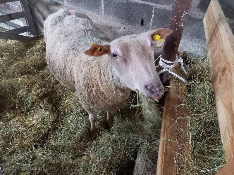 Secrets d’élevage : une immersion grandeur nature à la ferme