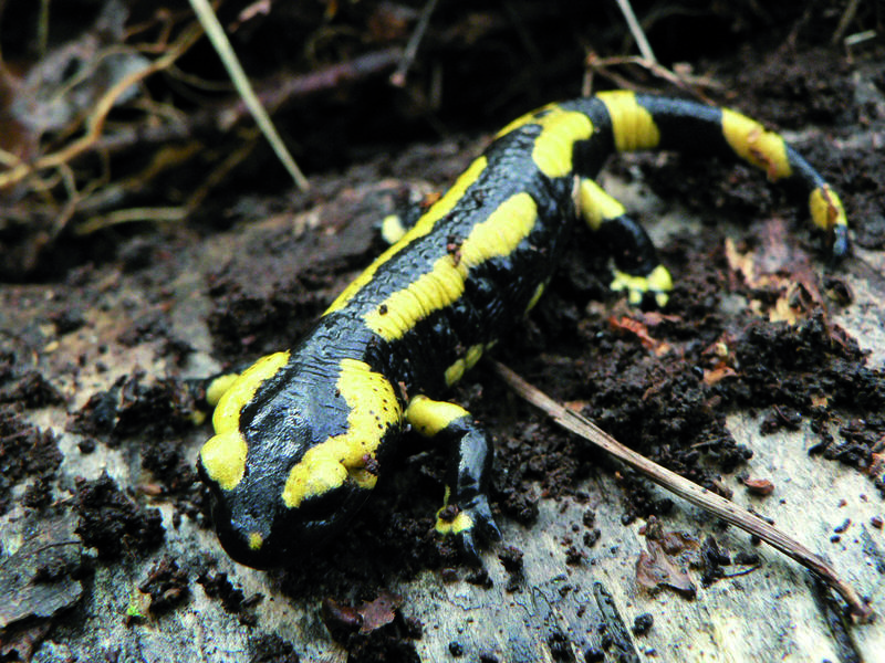 Balade nocturne - Découverte nocturne du Bois des Communes