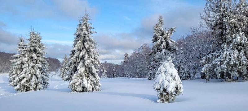 Bain de forêt hivernal et sophrologie