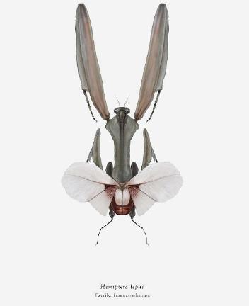 Résidence d'artiste &amp; entomologiste : Patrick Bleuzen