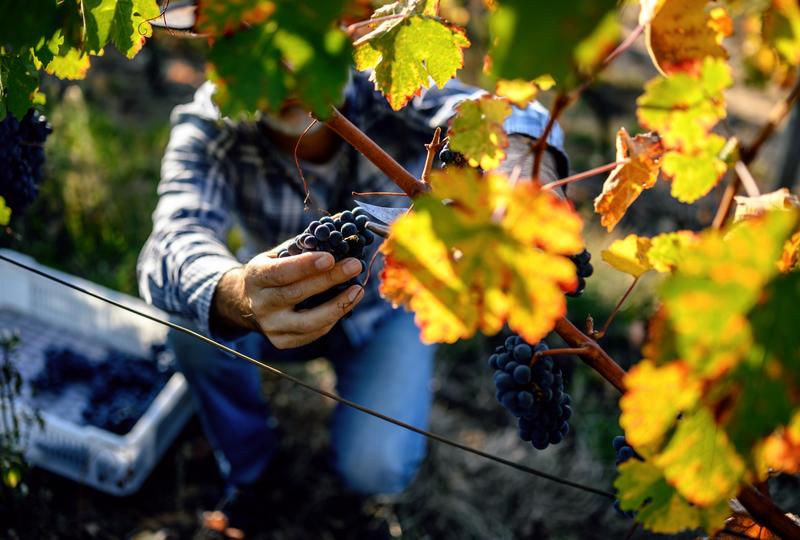 Terrain agricole - 276 m²