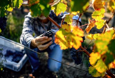 Terrain agricole - 276 m²