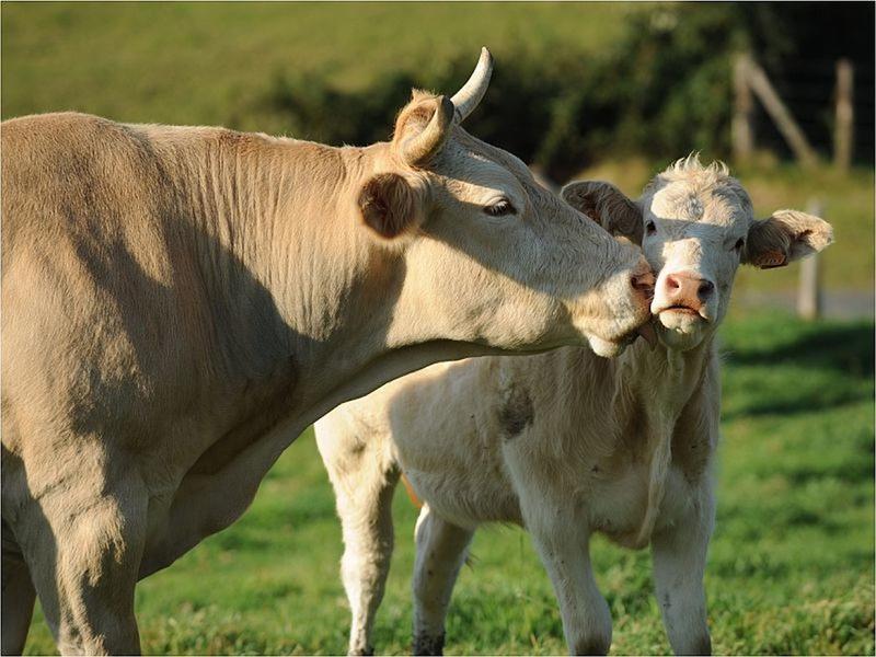 Sortie nature Cpie Pays Basque : "Pirenaika, la vache basque"