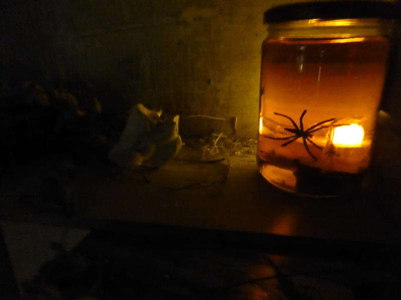 Grand jeu d'Halloween à Terres d'oiseaux