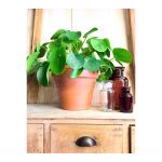 Les fleurs, c'est lui!!!