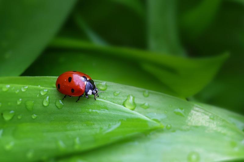 Atelier la gestion de l'eau dans mon jardin