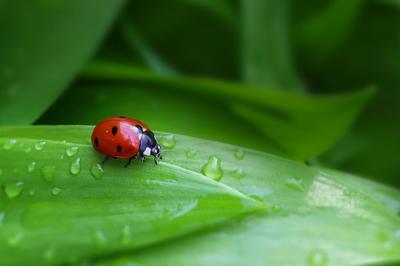 Atelier la gestion de l'eau dans mon jardin