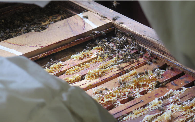 Rendez-vous nature : Rencontre avec la cigogne d'Alsace