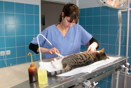 Clinique vétérinaire du Cèdre