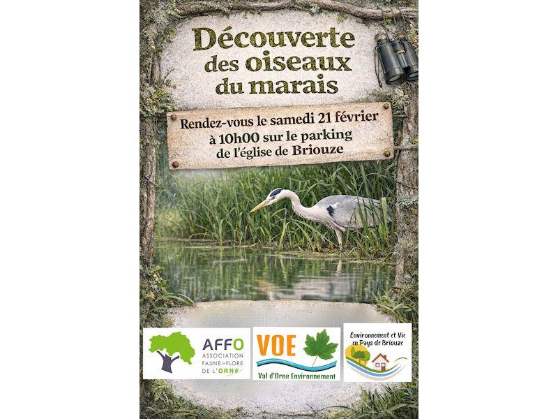 Découverte des oiseaux du marais