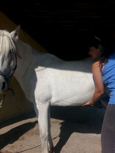 Ostéopathe Animalier - Equin Canin