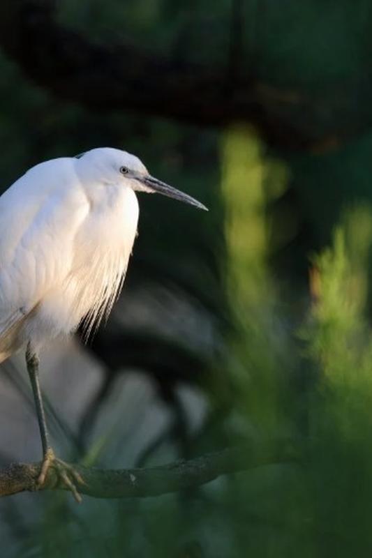Elevage et biodiversité avec les balades de Mag