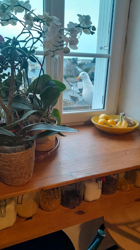 Appartement ancien - 70 m² - 3 pièces