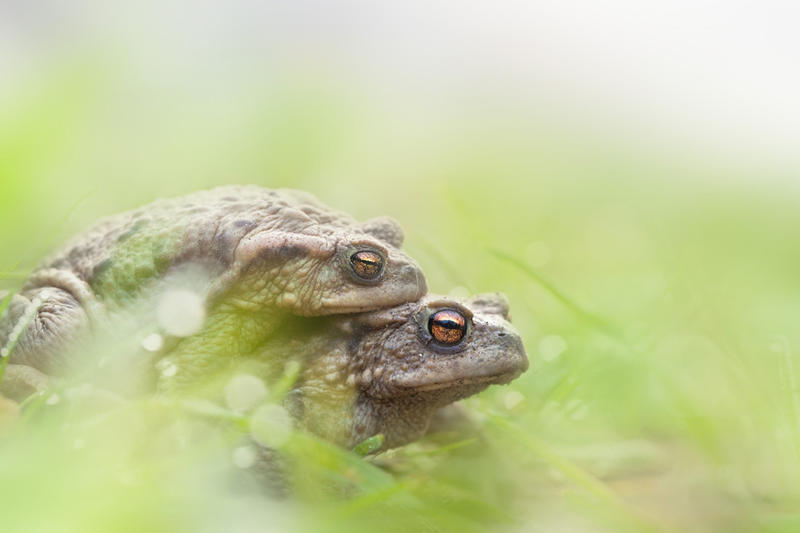 Glaisière de Nesles - Grenouilles en vadrouille