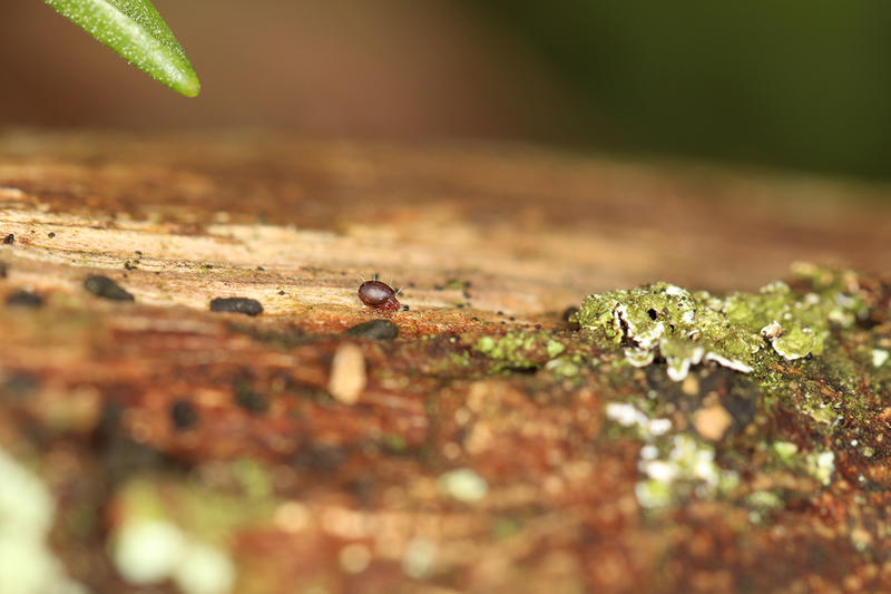 Bois de bertincourt- la litière forestière