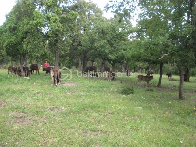 Terrain agricole - 56 090 m²