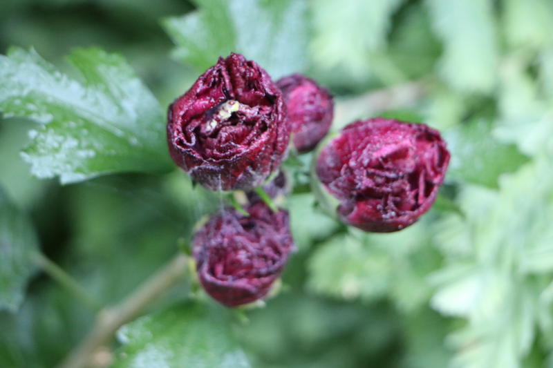 Programmation 2026 au Jardin des Hayures