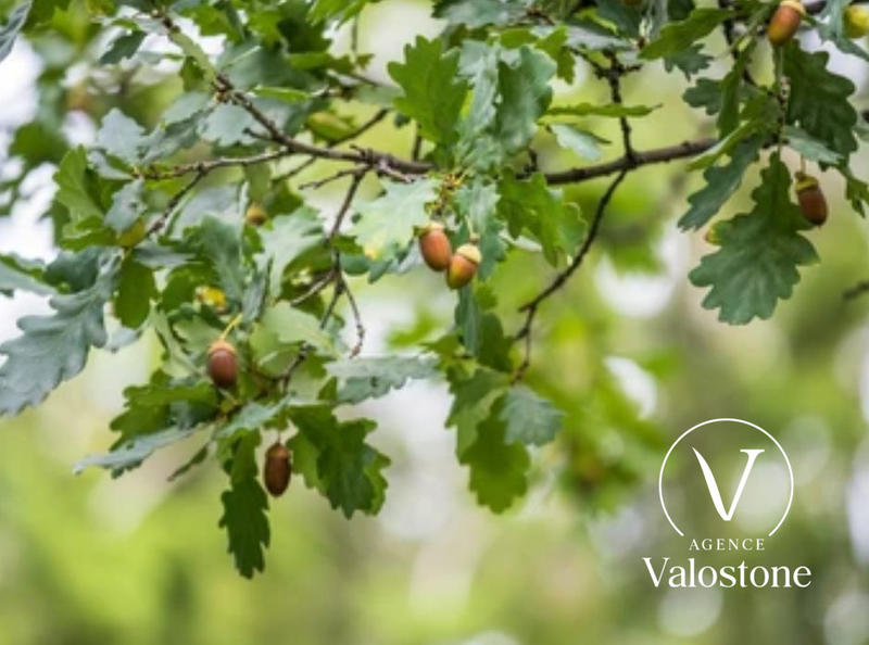 Terrain de loisirs - 60 770 m²