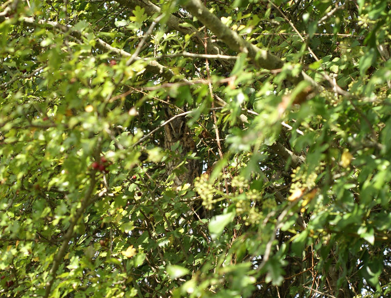Balade : Mystérieuses chouettes